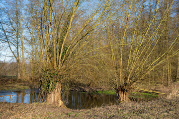 Deutschland, Nordrhein-Westfalen, Dortmund, Kopfweiden (Salix alba) an einem Biotop