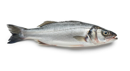 Obraz premium Whole European Sea Bass Against Clean Background