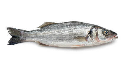 Obraz premium Whole European Sea Bass on Pristine White Background