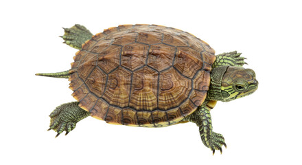 Isolated Turtle