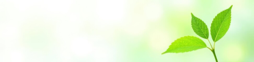 Obraz premium Small green leaf isolated on white background, vegetation, botanical