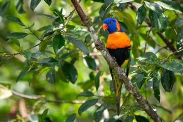 Red-collared Lorikeet - Trichoglossus rubritorquis, beautiful colored parrot from Australian forests and woodlands.