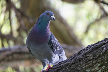 Rock dove perching on branch, displaying iridescent plumage