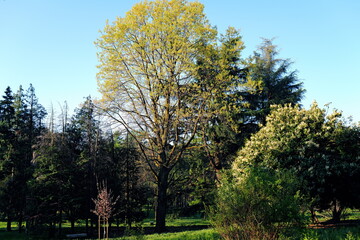 Alba in un parco cittadino