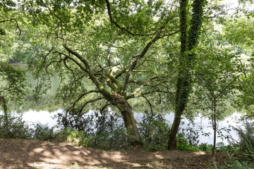 Obraz premium Riparian forest on the Ulla River near O Xirimbao, Galicia