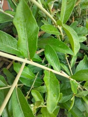 green leaves in the garden