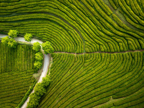 Fototapeta Aerial view of Cha Gorreana tea plantation on Azores. Texture of repeating rows of tea bushes as seen from above. No people in the scene.