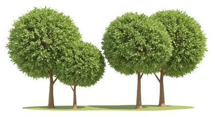 Isolated Group of Ornamental Spherical Trees
