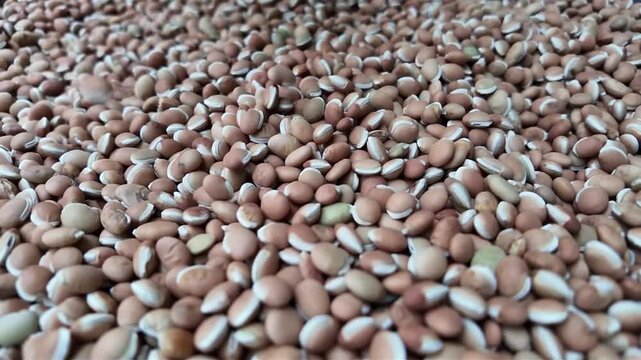 Raw Hyacinth beans , falling in slow motion 