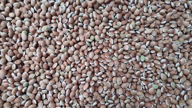 Dry Hyacinth beans , falling in slow motion  , wide detailed shot