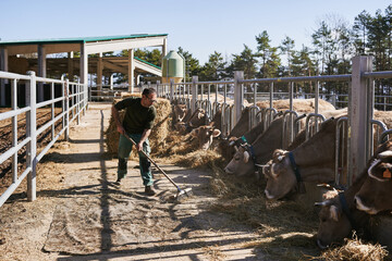 Farmer raking hay while cattle eat at rural farm on sunny day