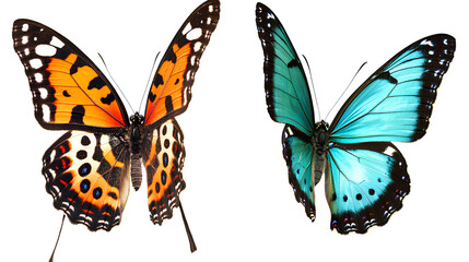 Two butterflies one is blue and orange with a black dot pattern on its wings the other butterfly has a turquoise color on a Transparent background PNG