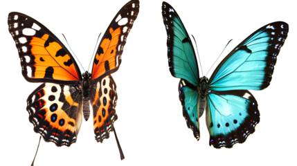Two butterflies one is blue and orange with a black dot pattern on its wings the other butterfly has a turquoise color on a Transparent background PNG