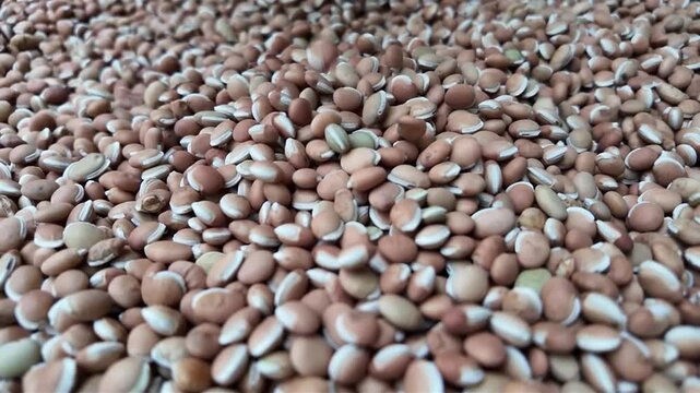 Hyacinth beans close up. Uncooked popular indian legumes. Macro slow mo
