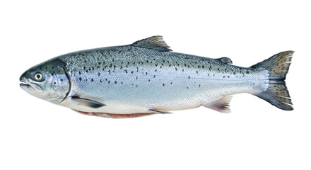 Isolated Salmon