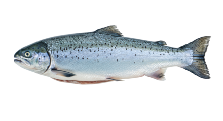 Isolated Salmon