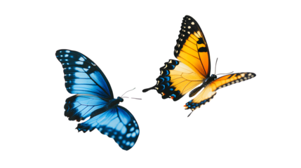 Two butterflies one is blue and orange with a black dot pattern on its wings the other butterfly has a turquoise color on a Transparent background PNG