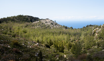 Lush green forest covering mountain slopes overlooking tranquil blue sea