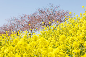 Obraz premium 春の風景、土手に咲く黄色い菜の花とピンクの桜と青い空