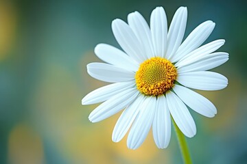 Close-up of a single daisy