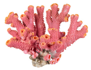 rose coral isolated on white background.