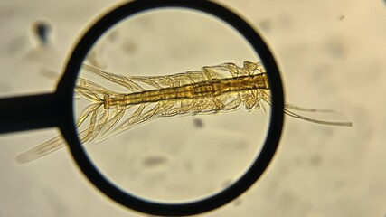 Detailed microscopic view of aquatic invertebrate arthropod with segmented body under a magnifying glass for scientific observation.
