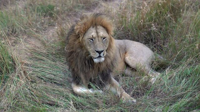 Male Lion Sitting in Tall Grass - Masai Mara Kenya Africa