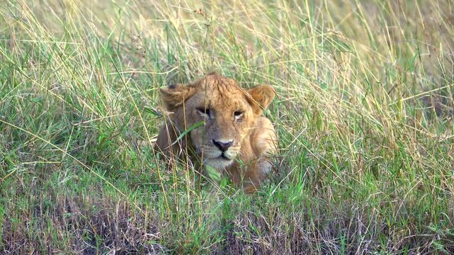 Lion Cub Crouched in the Grass - Masai Mara Kenya Africa