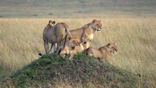 Lions Sitting on Old Termite Mound Scanning the Landscape - Masai Mara Kenya Africa