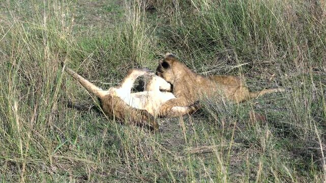 "Lion Cubs Playing in Tall Grass - Masai Mara Kenya Africa	"