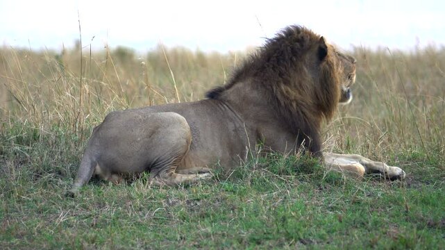 Male Lion Sitting in Tall Grass - Masai Mara Kenya Africa