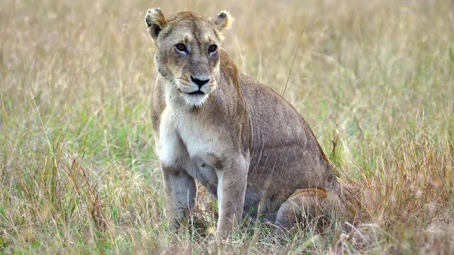 Lioness in Tall Grass Looking Around - Masai Mara Kenya Africa