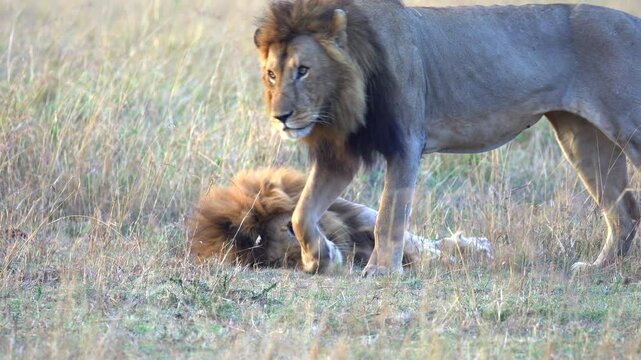 Two Male Lions Interacting - Masai Mara Kenya Africa