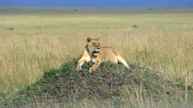 Lion Sitting on an old Termite Mound Scanning the Landscape - Masai Mara Kenya Africa