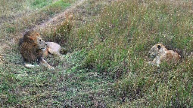 Male and Female Lion Sitting in Tall Grass - Masai Mara Kenya Africa	"