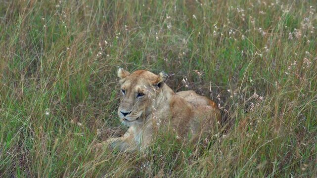 Female Lion Sitting in Tall Grass - Masai Mara Kenya Africa