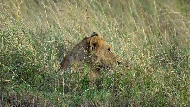 Lion Sitting in Tall Grass - Masai Mara Kenya Africa