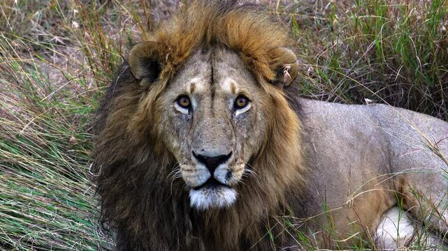 Close Up of Male Lion Sitting in Tall Grass - Masai Mara Kenya Africa