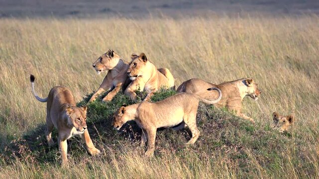 Lions Sitting on Old Termite Mound Scanning the Landscape - Masai Mara Kenya Africa