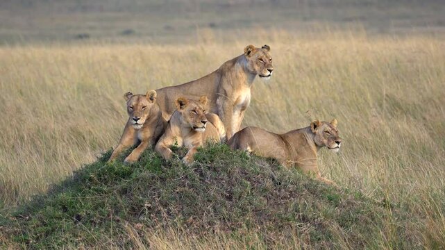 Lions Sitting on Old Termite Mound Scanning the Landscape - Masai Mara Kenya Africa