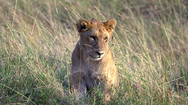 "Lion Cub Sitting in Tall Grass - Masai Mara Kenya Africa	"