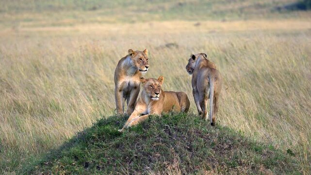 Lions Sitting on an old Termite Mound Scanning the Landscape