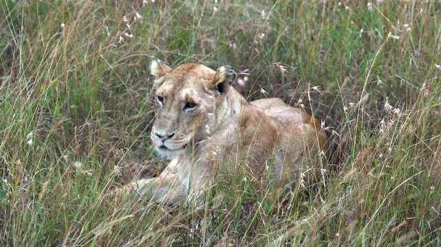 Female Lion Sitting in Tall Grass - Masai Mara Kenya Africa