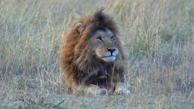 Male Lion Sitting in Tall Grass - Masai Mara Kenya Africa