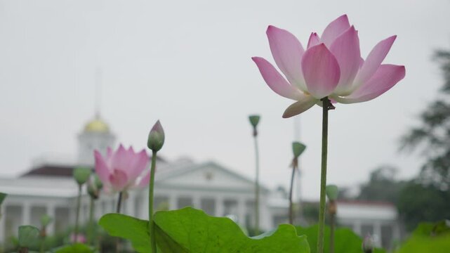 Lotus flowers with the Presidential Palace in Bogor, Indonesia, in the background.