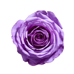 purple rose blossom isolated on white background