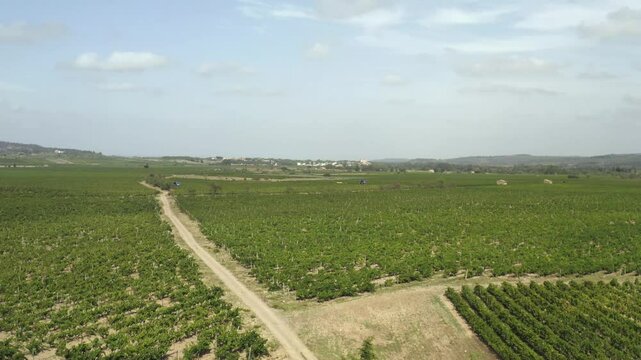 Aerial footage of grape harvest in Corbi&egrave;res with rows of vines stretching across the hills.