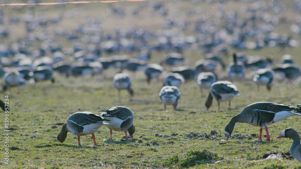 Poster migrating white fronted geese in spring resting in grasslands