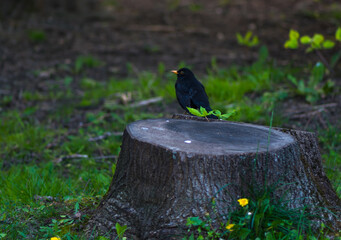 Blackbird in the nature cute bird