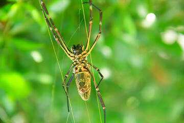 Fototapeta premium Golden Web Spider or Nephila pilipes, Macrophotograpy, close-up